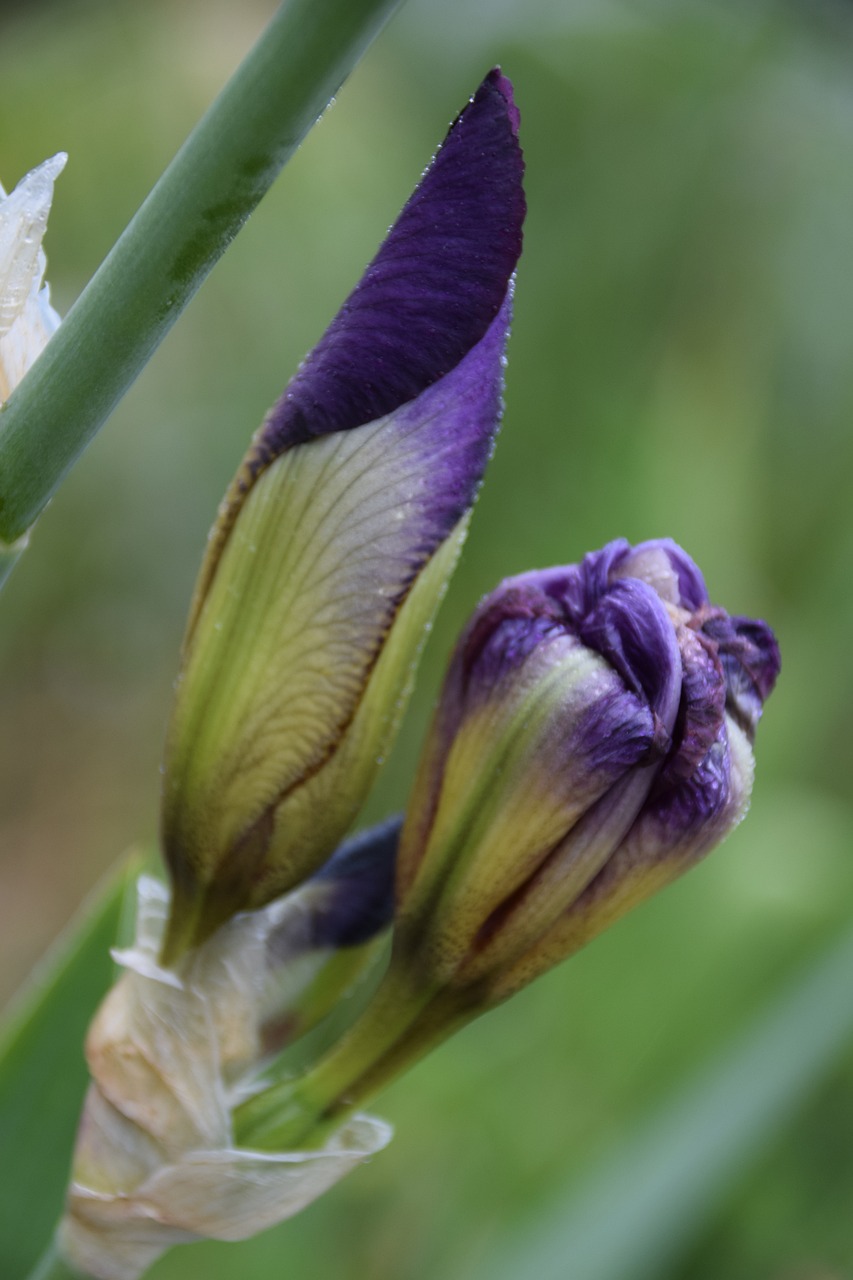 iris nature flower free photo