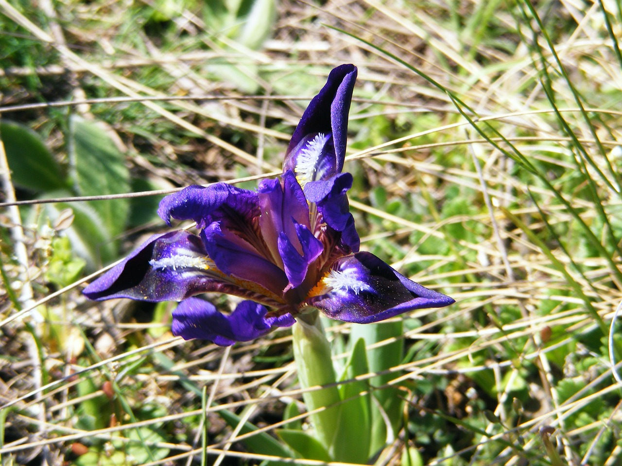 iris wild iris pseudarocus free photo