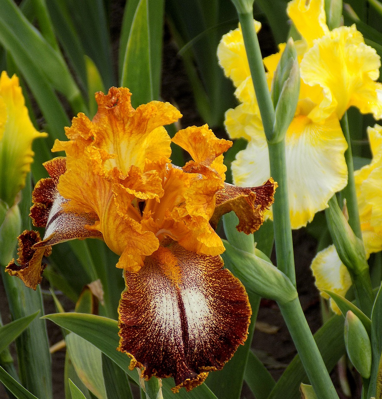 iris flower plant free photo