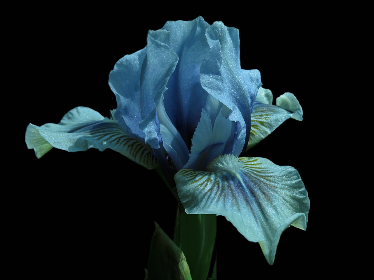 iris bearded iris flower free photo