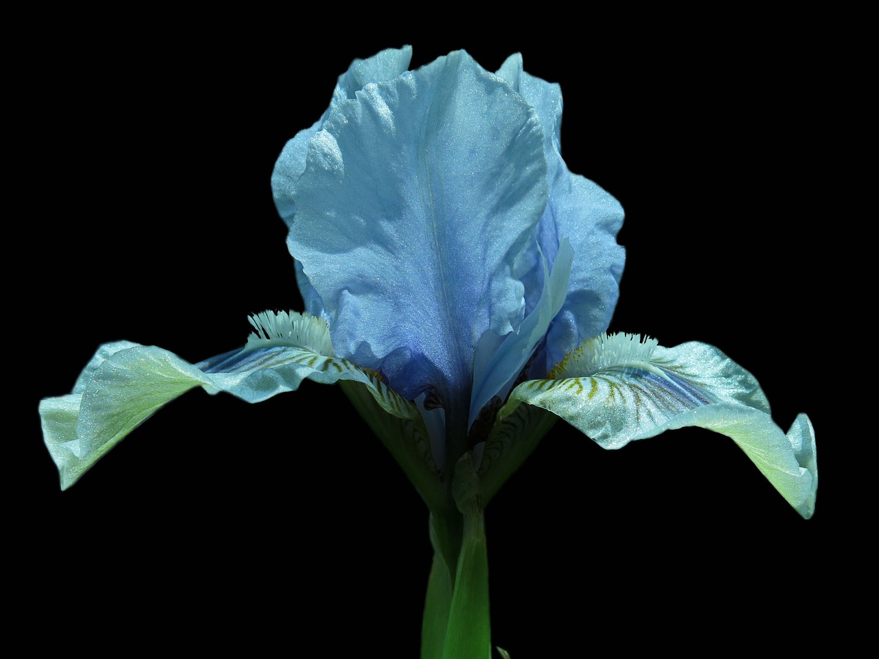 iris bearded iris flower free photo