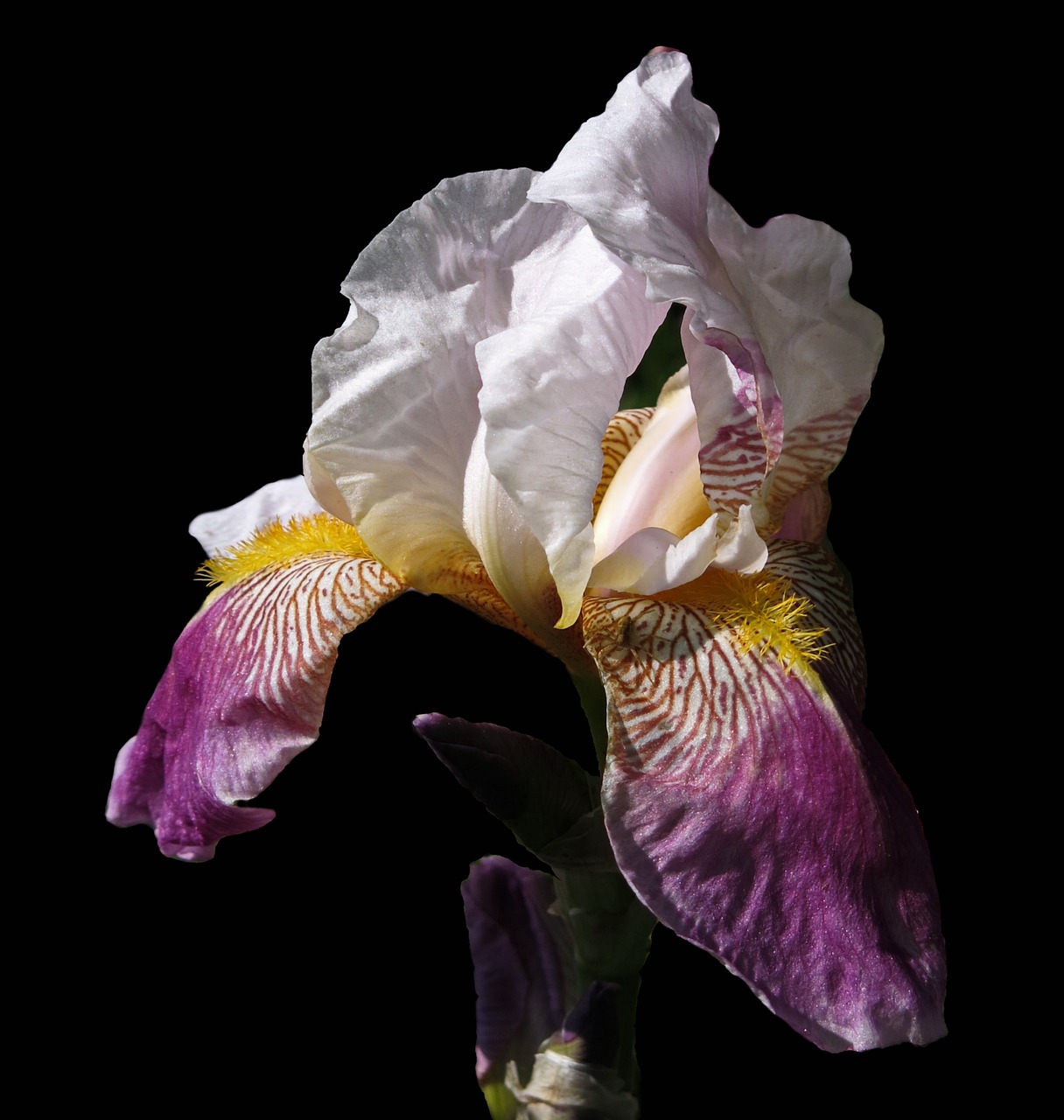 iris plant bearded iris free photo