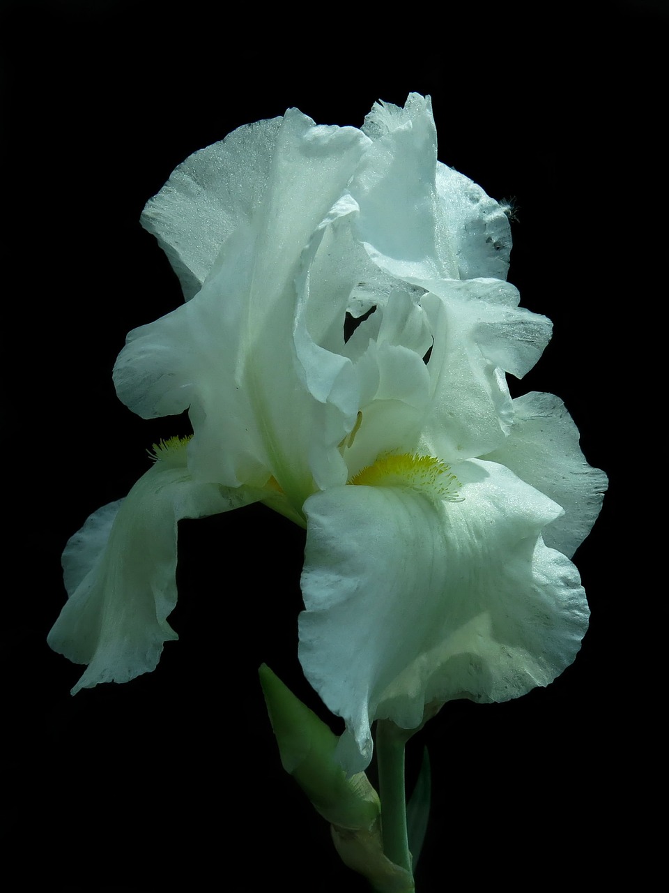 iris high beard iris blossom free photo