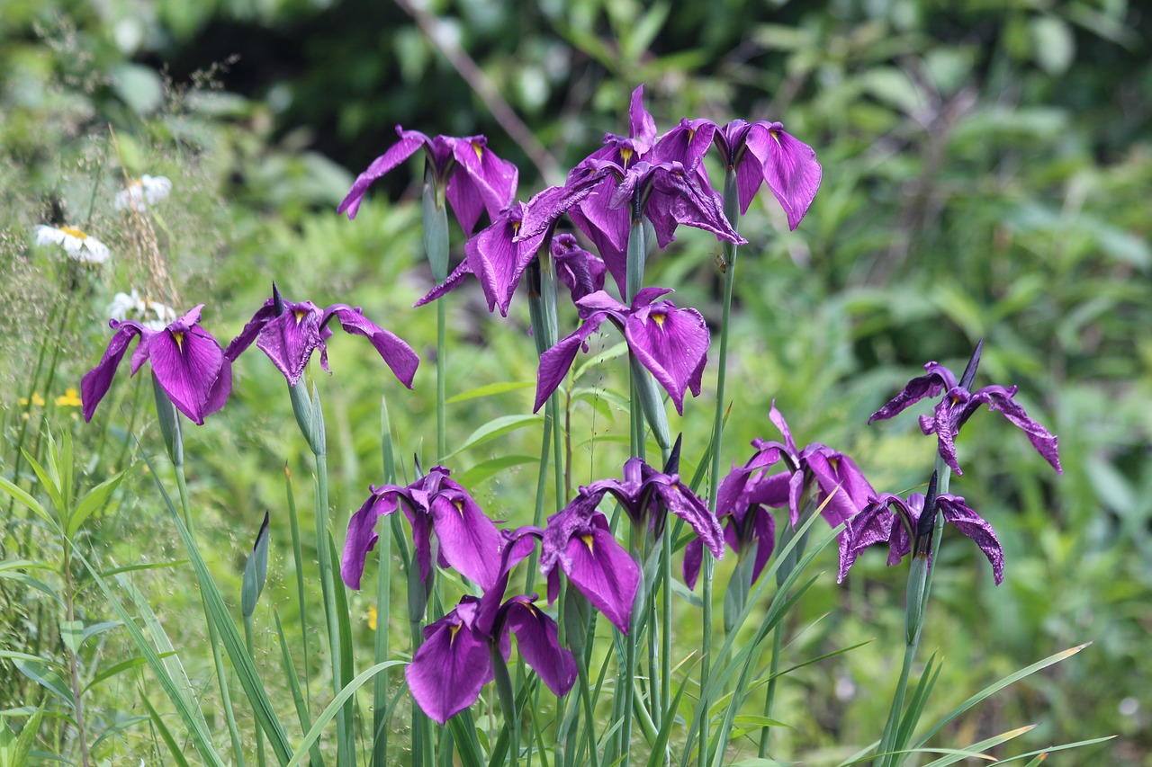 iris nature flower free photo