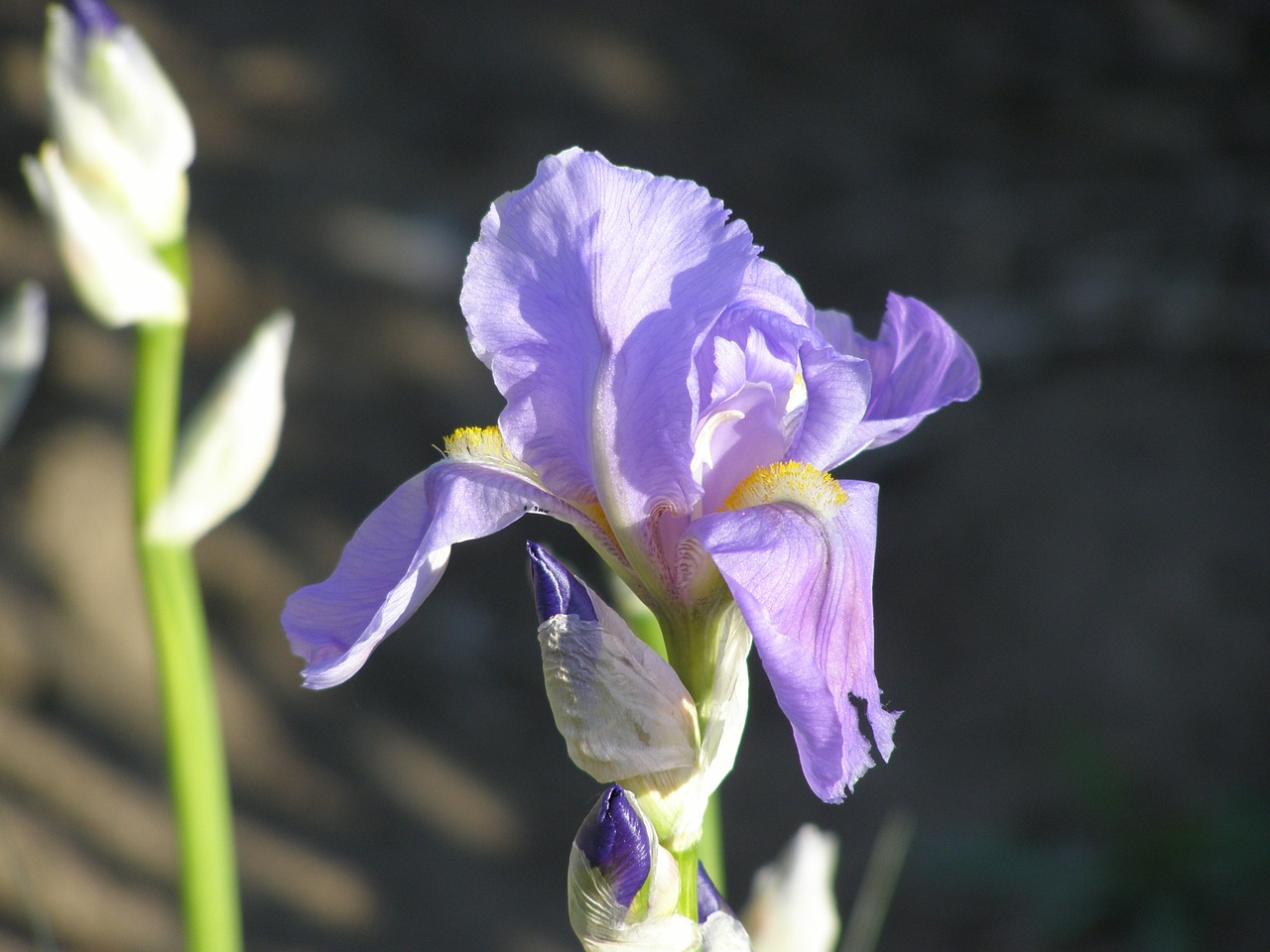 iris wildflower flower free photo