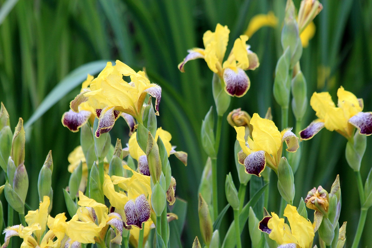 iris flower plant free photo