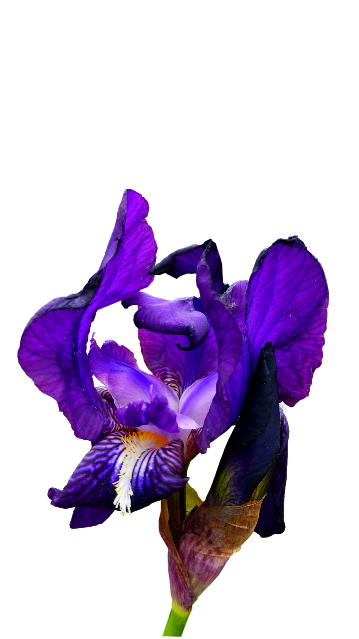 iris blue flower free photo