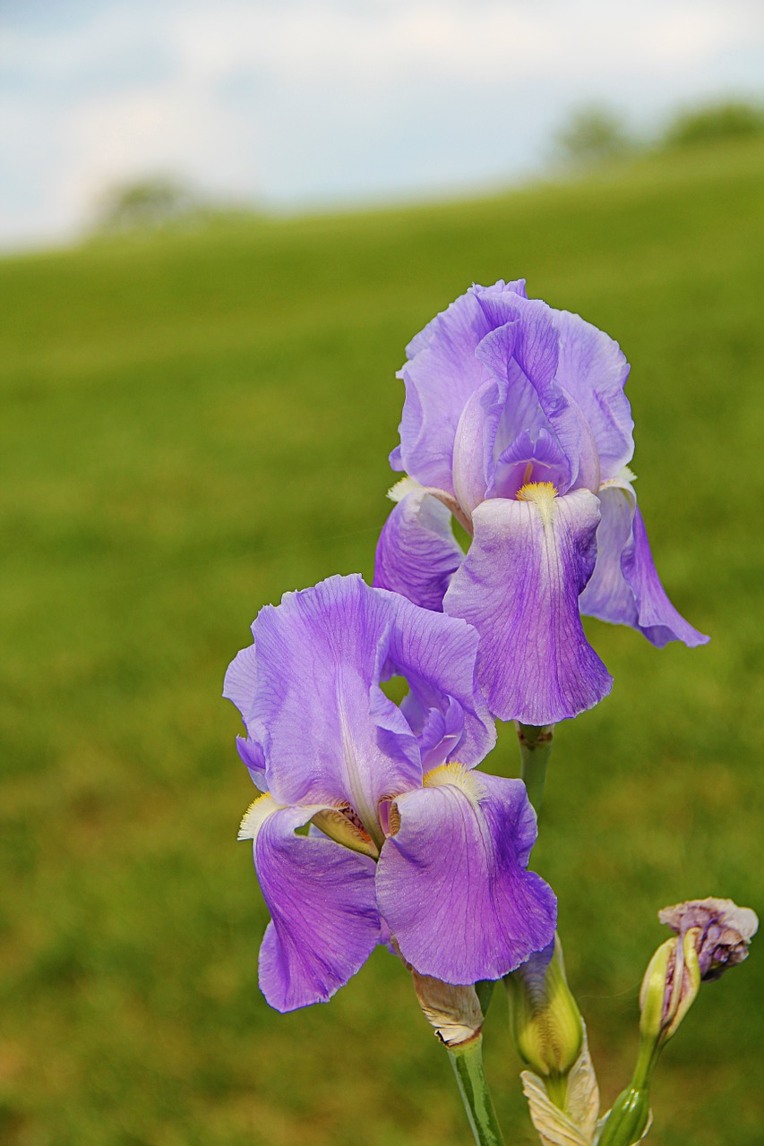 iris flower purple free photo