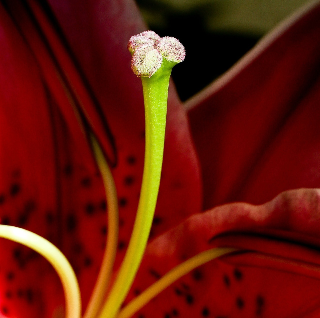 iris pistil red free photo