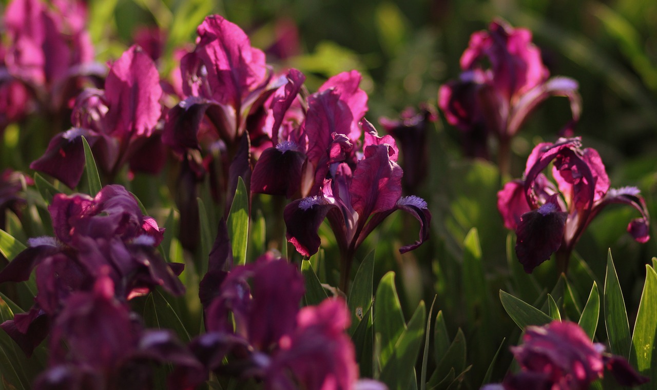 iris  irises  violet free photo