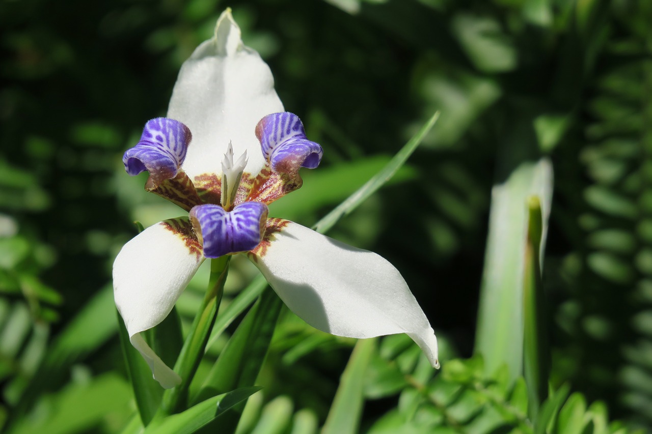 iris  nature  plant free photo