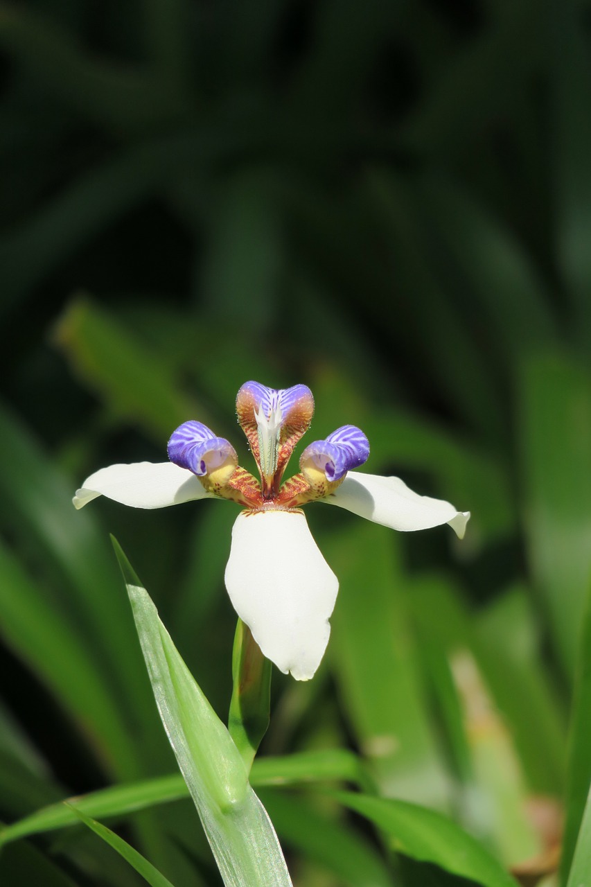 iris  nature  plant free photo