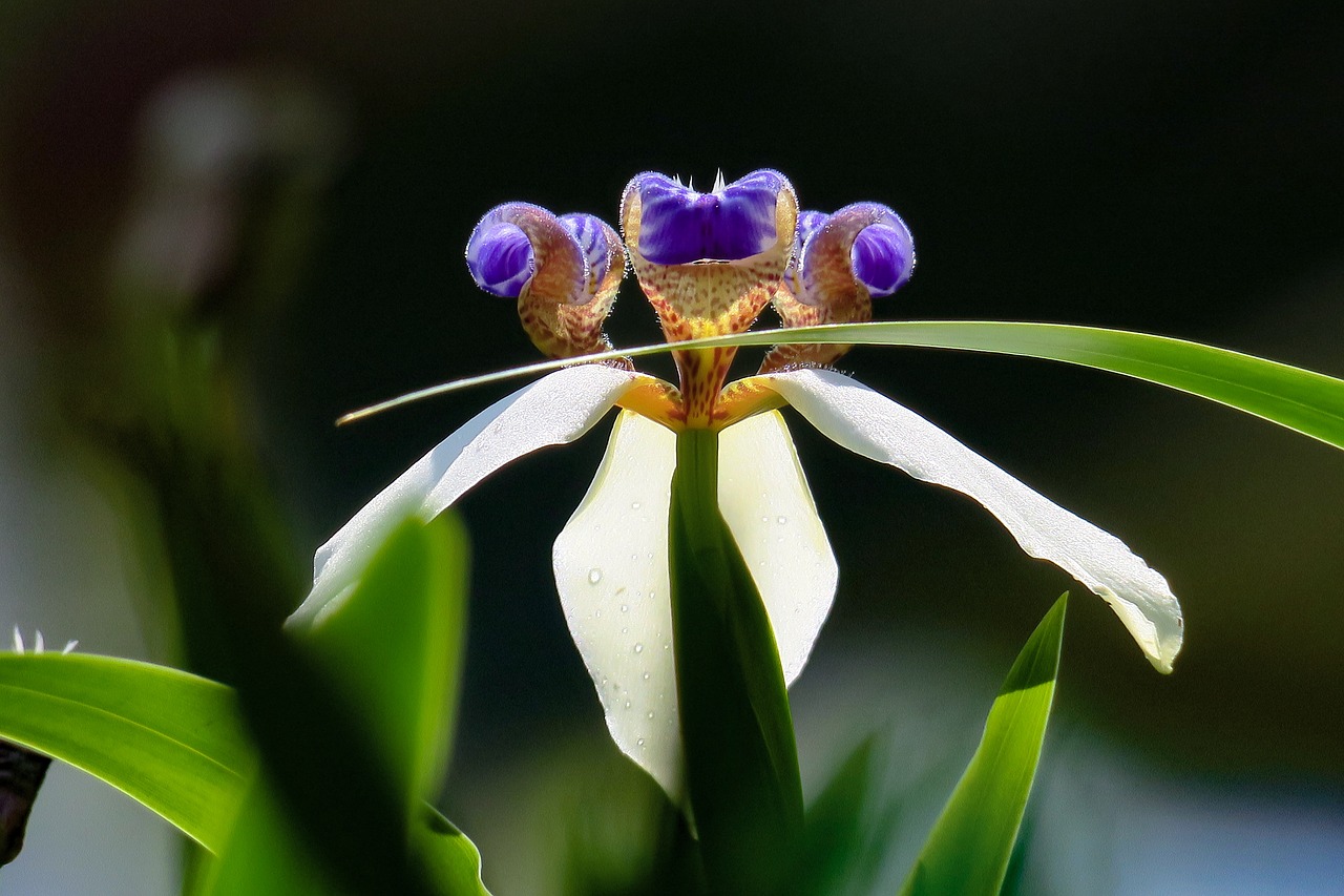 iris  nature  plant free photo