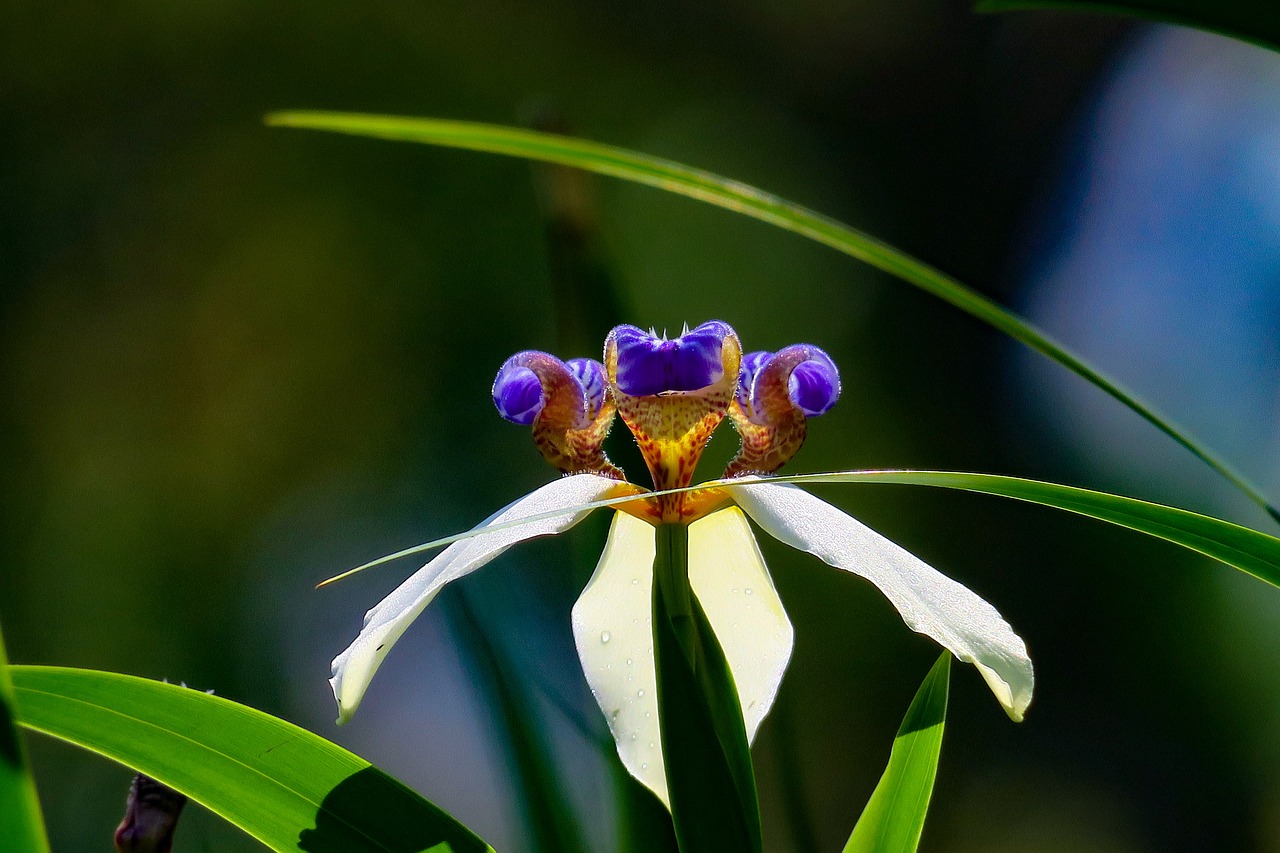 iris  nature  plant free photo