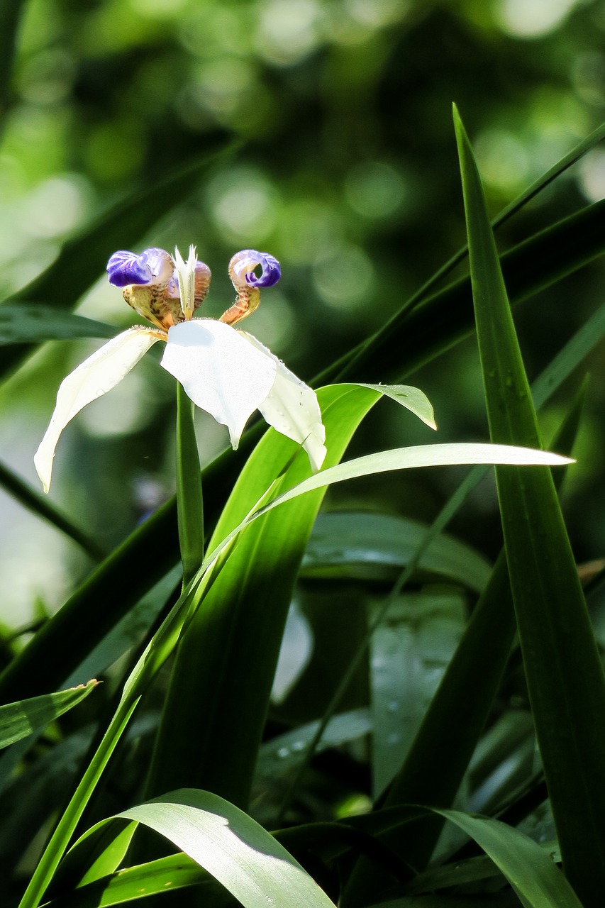 iris  nature  plant free photo