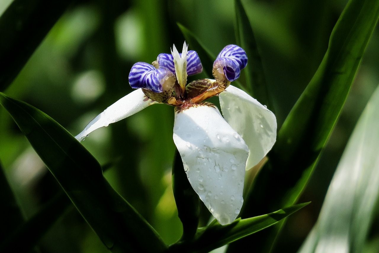 iris  nature  plant free photo