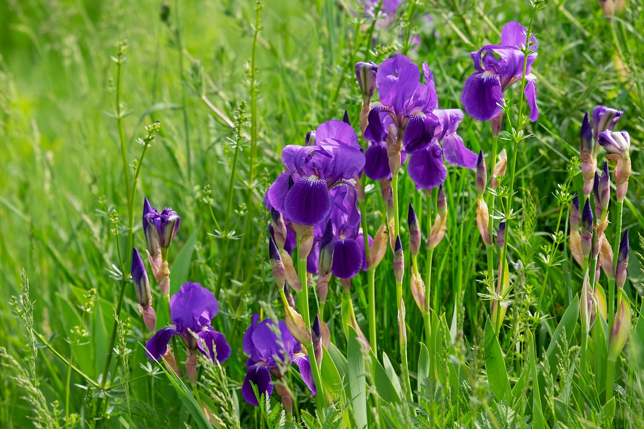 iris  flower  blossom free photo