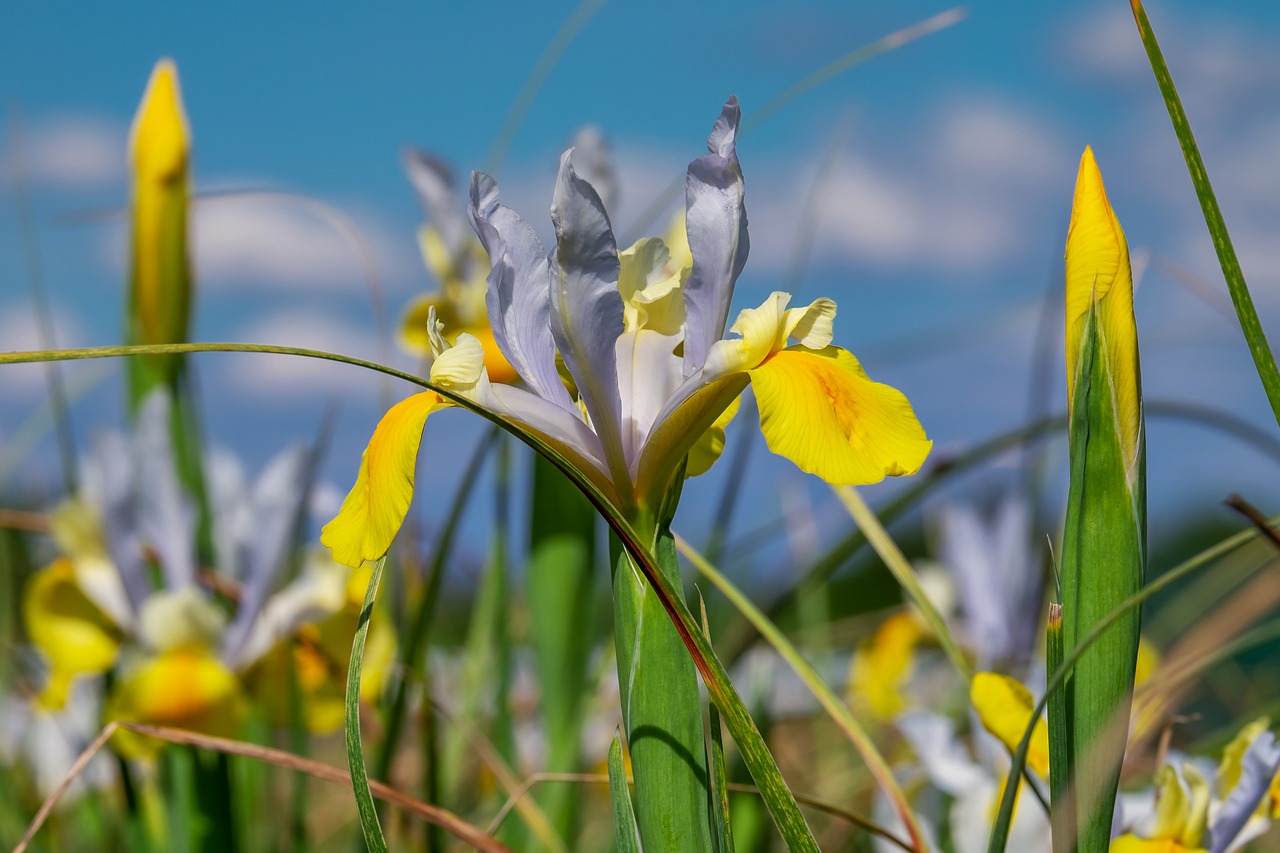 iris  flower  blossom free photo