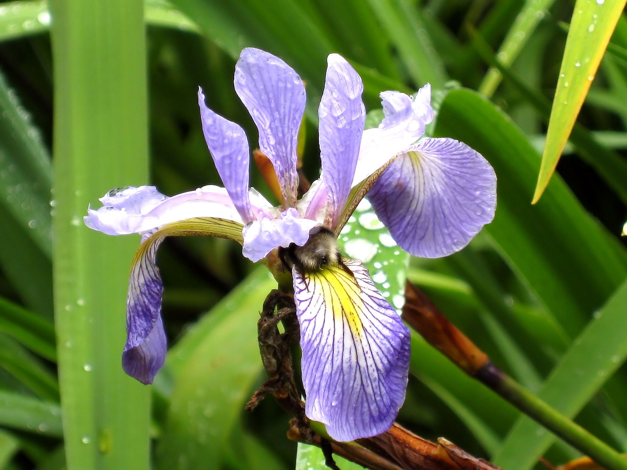 iris  bee  nature free photo