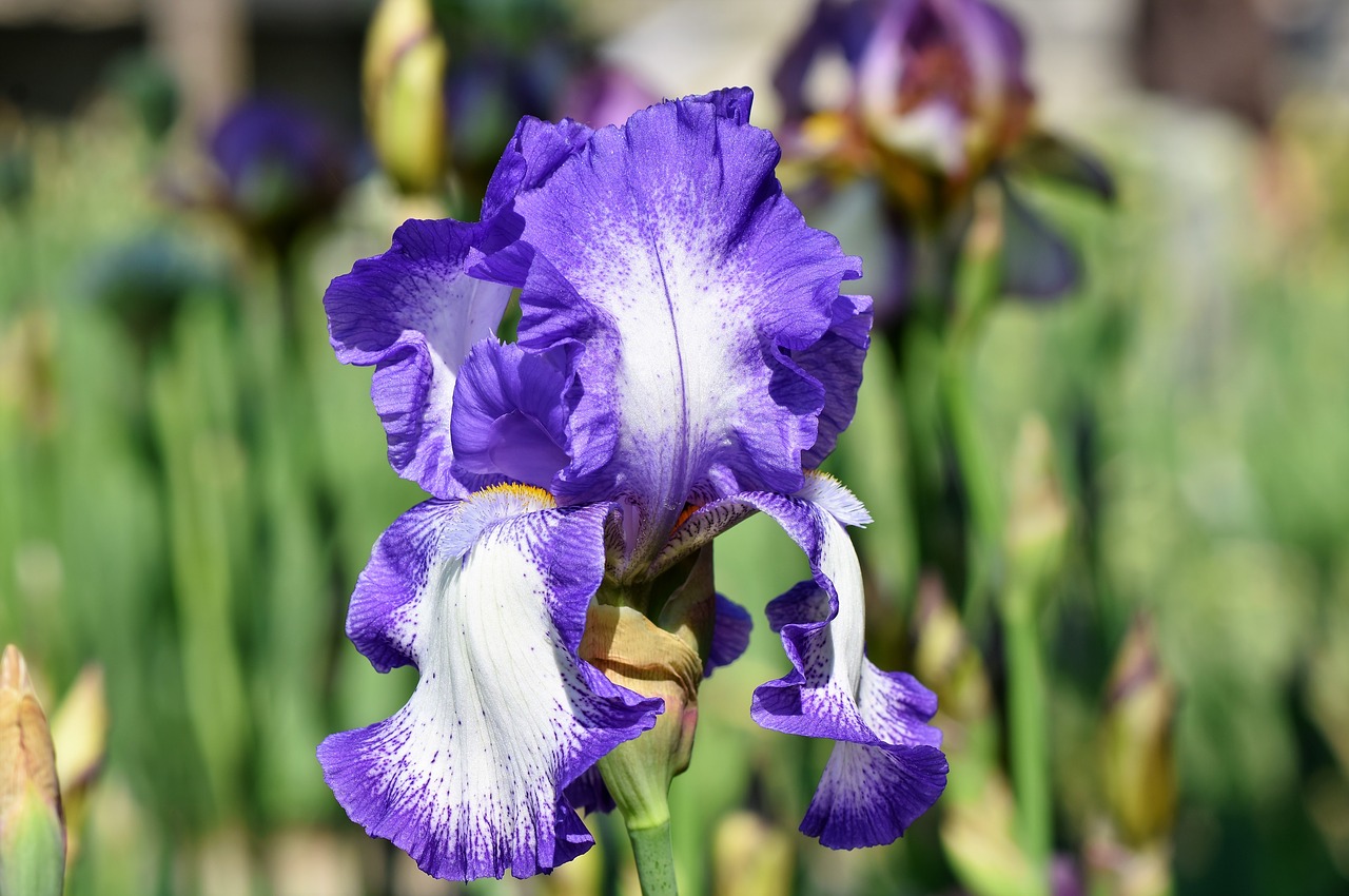 iris  iris flower  schwertliliengewaechs free photo