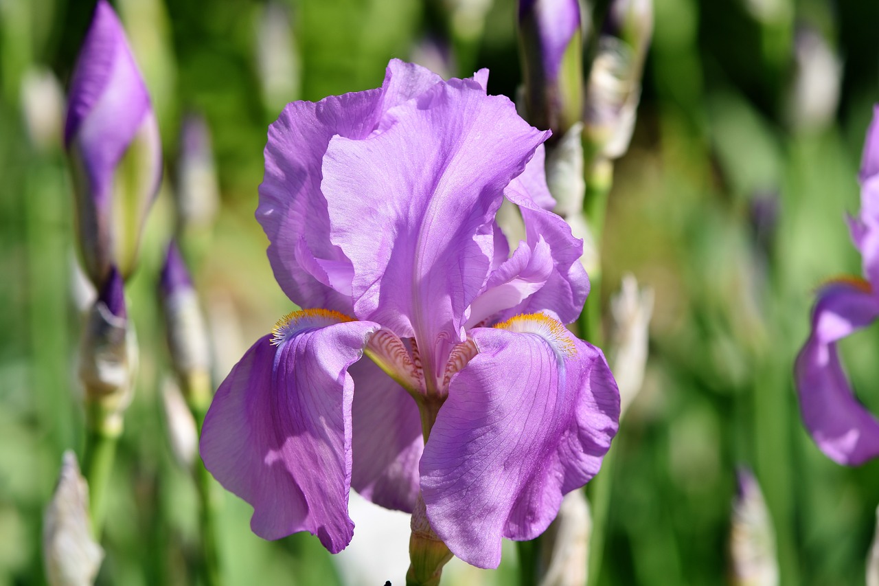 iris  iris flower  schwertliliengewaechs free photo