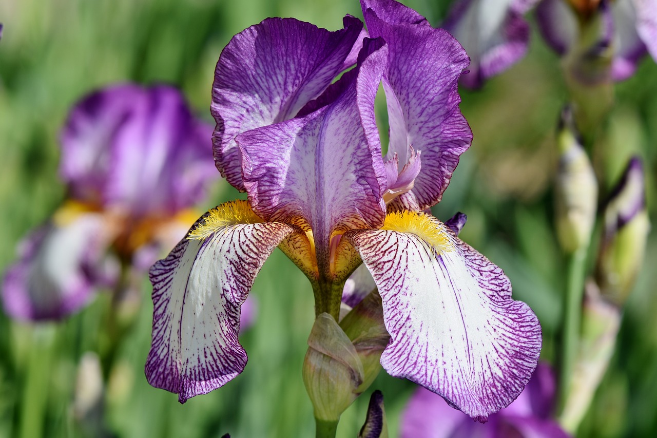 iris  iris flower  schwertliliengewaechs free photo