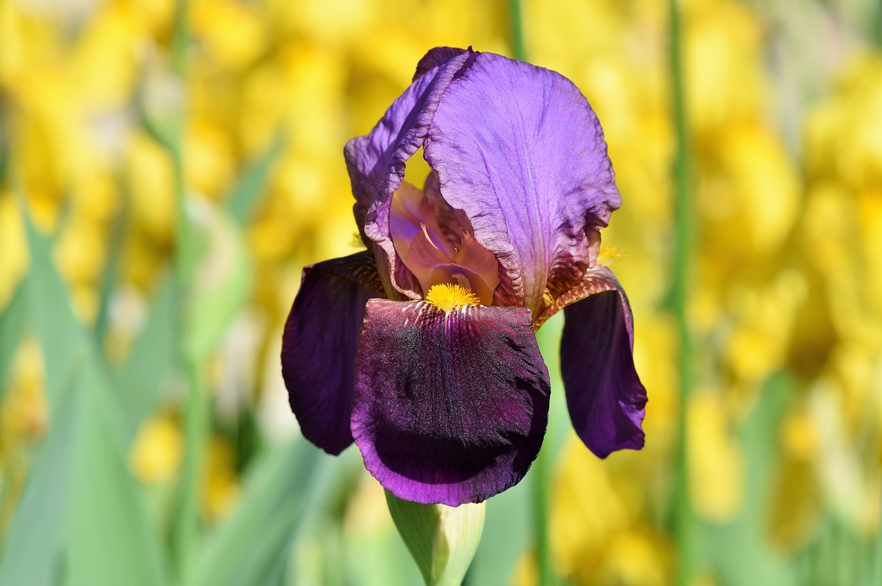 iris  iris flower  schwertliliengewaechs free photo