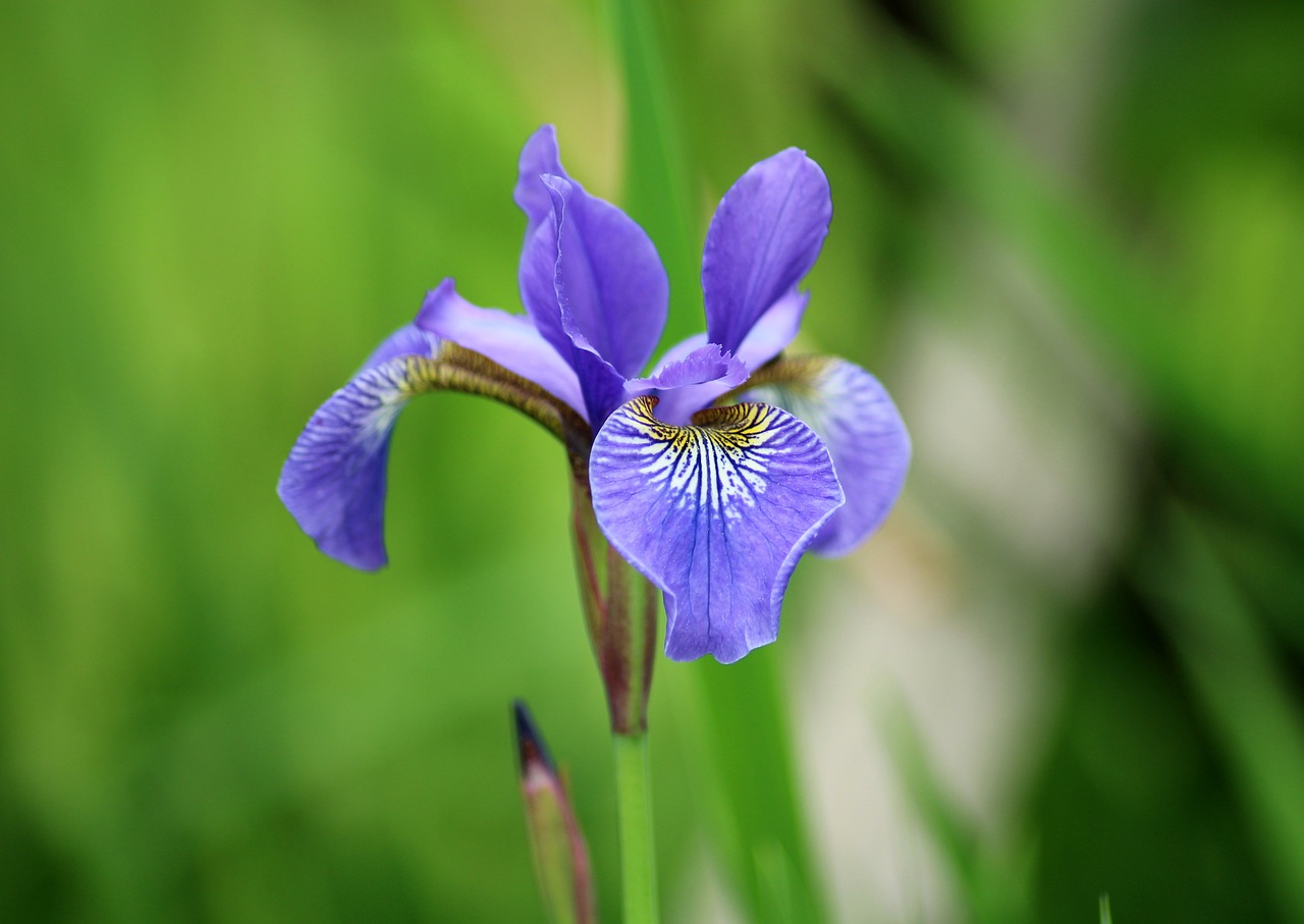 iris  flower  garden free photo