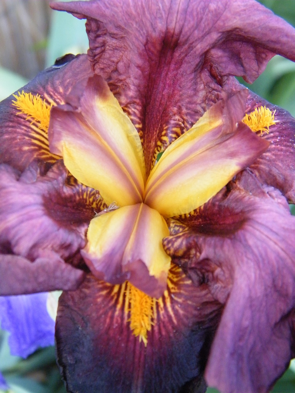 iris  macro  color free photo