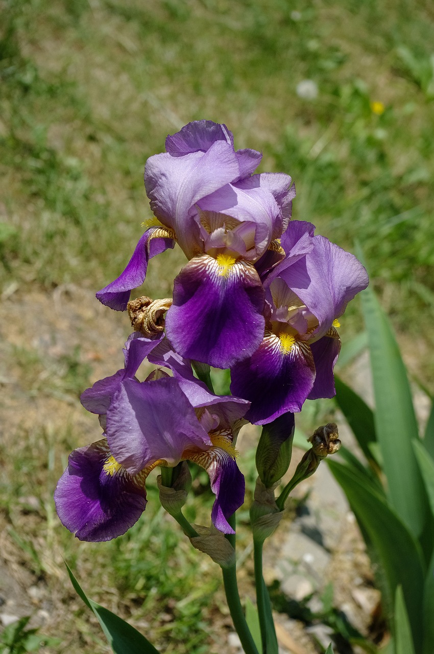 iris  color  flower free photo