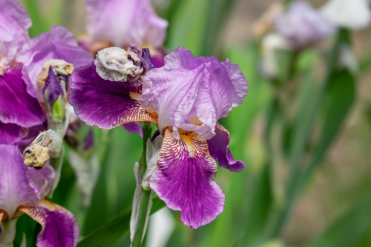 iris  flower  blossom free photo