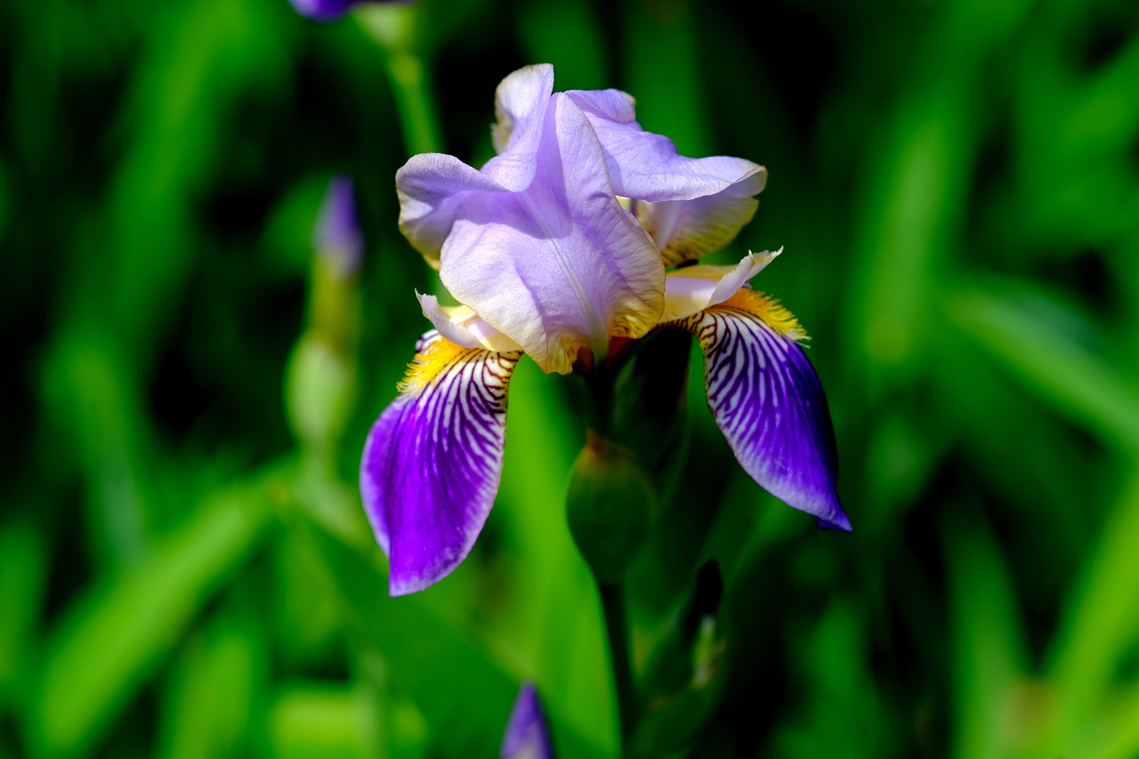 iris  blossom  bloom free photo