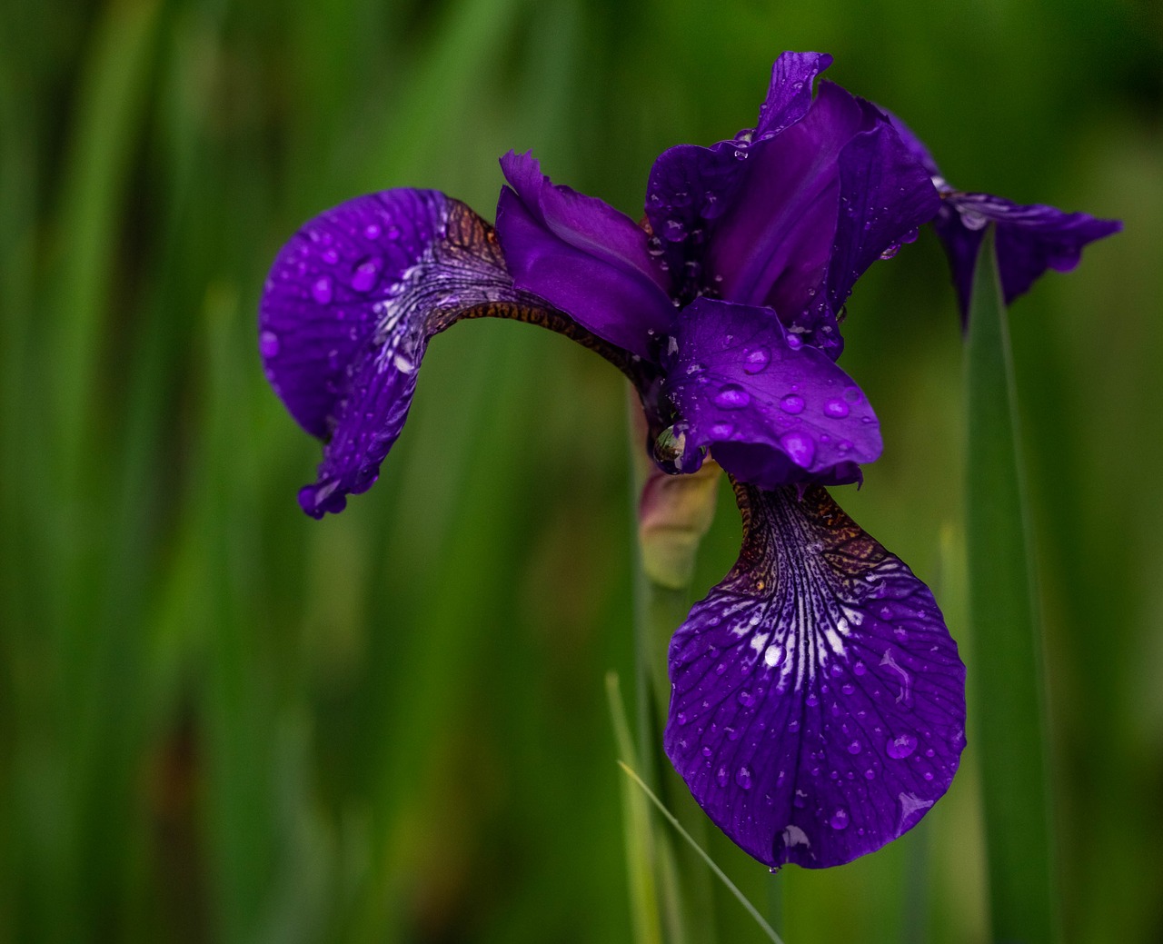 iris  irises  plant free photo