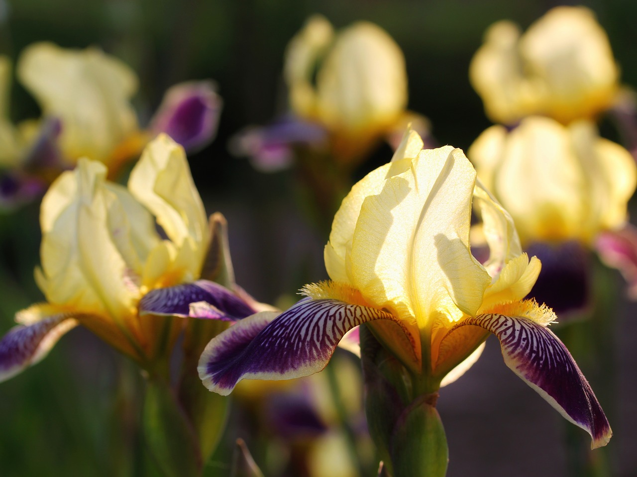iris  yellow  purple free photo