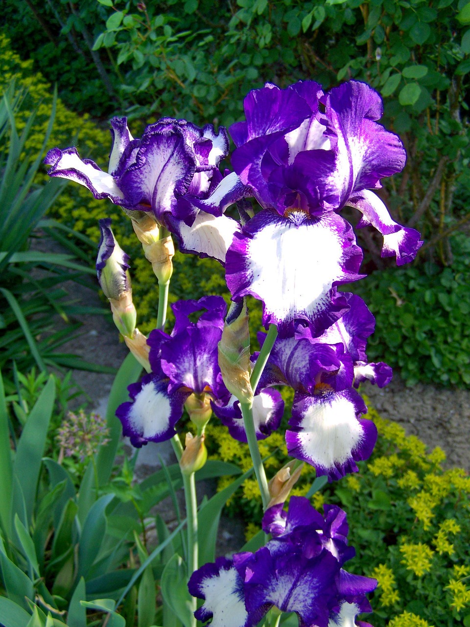 iris  fleur-de-lis  purple-white-flowered free photo