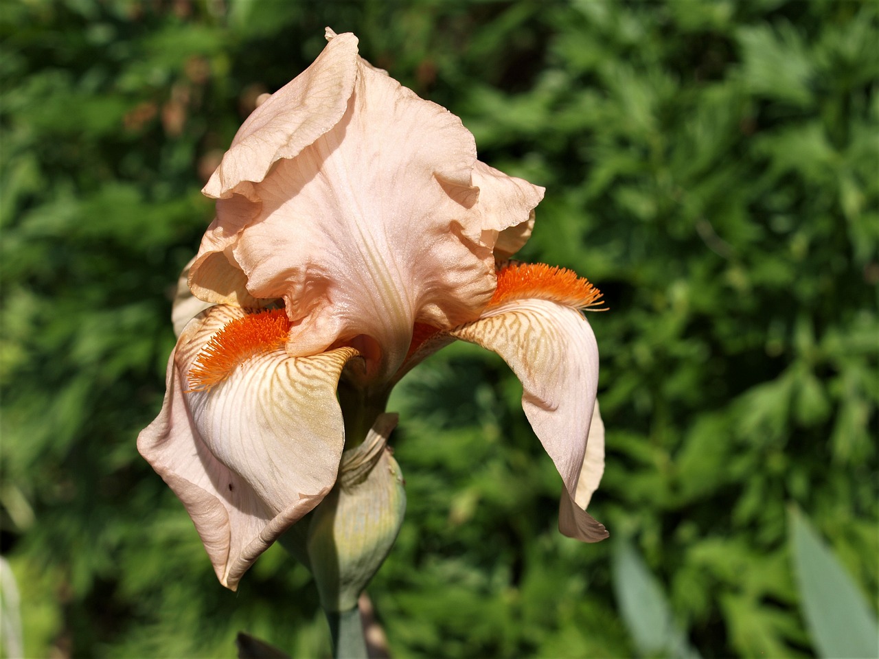 iris  flower  bloom free photo