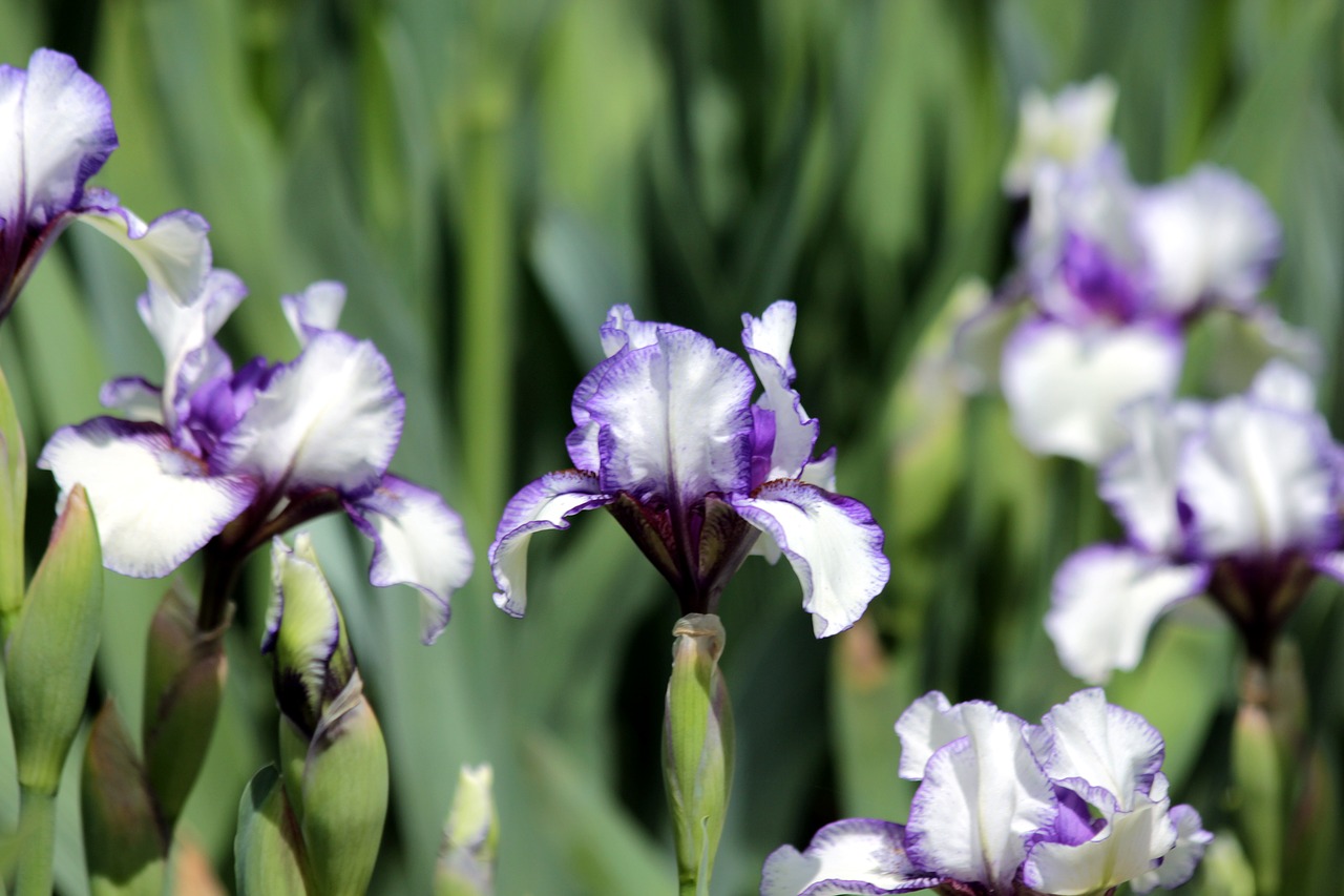 iris  flower  spring flowers free photo