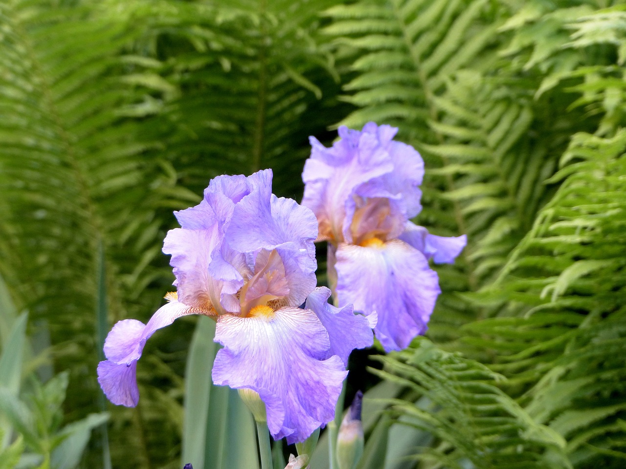 iris  flowers  lilac free photo