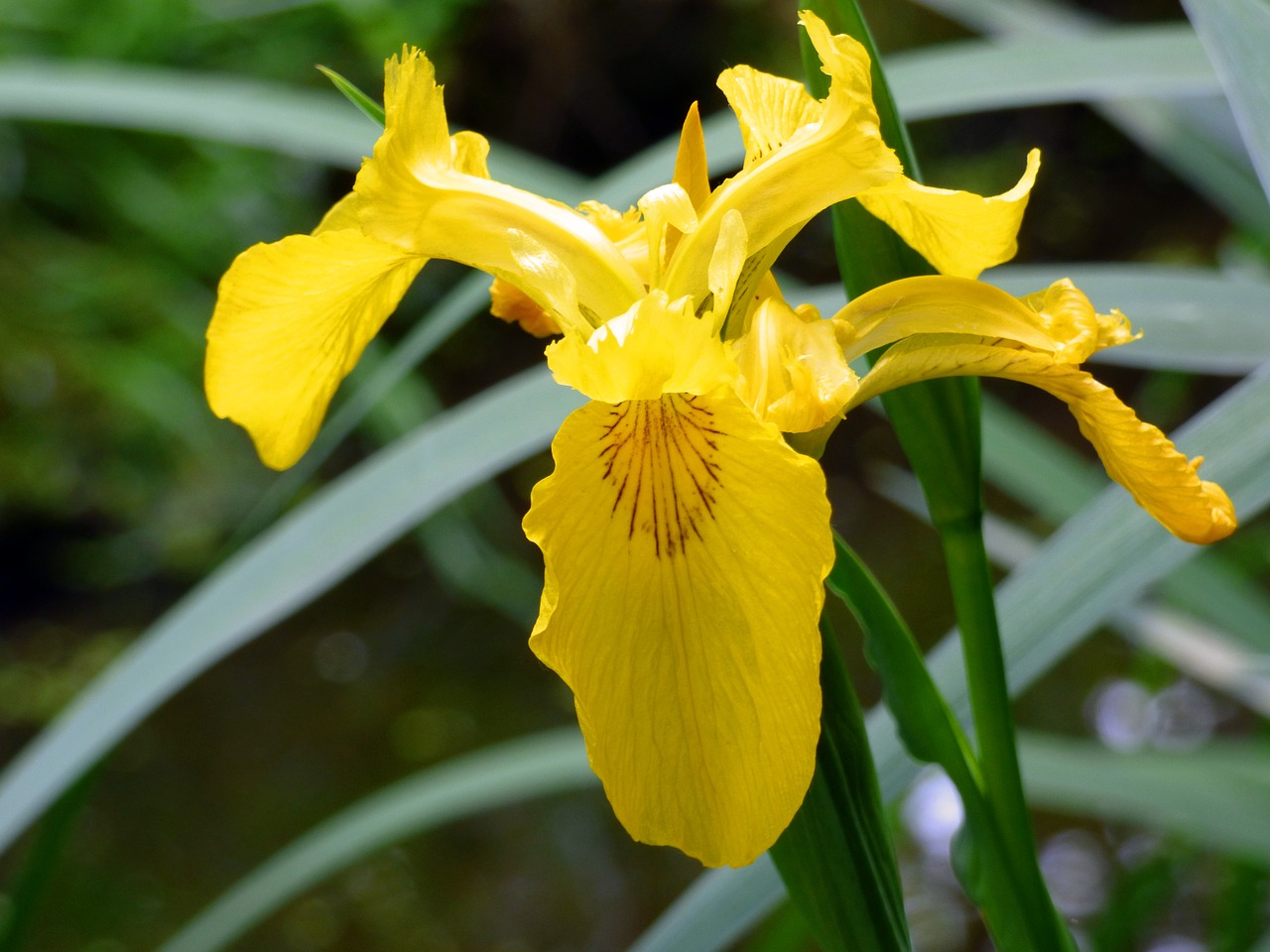 iris  blossom  bloom free photo