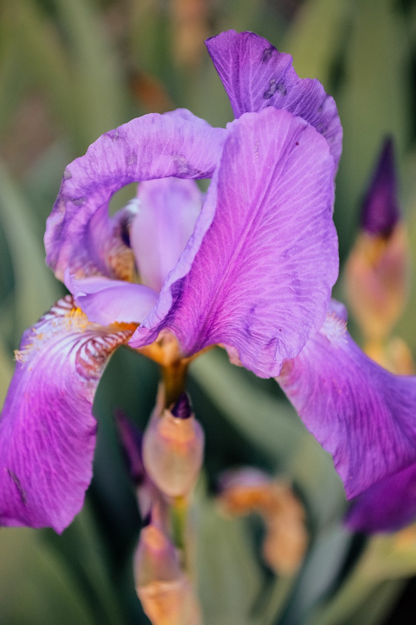 iris  irises  flowers free photo