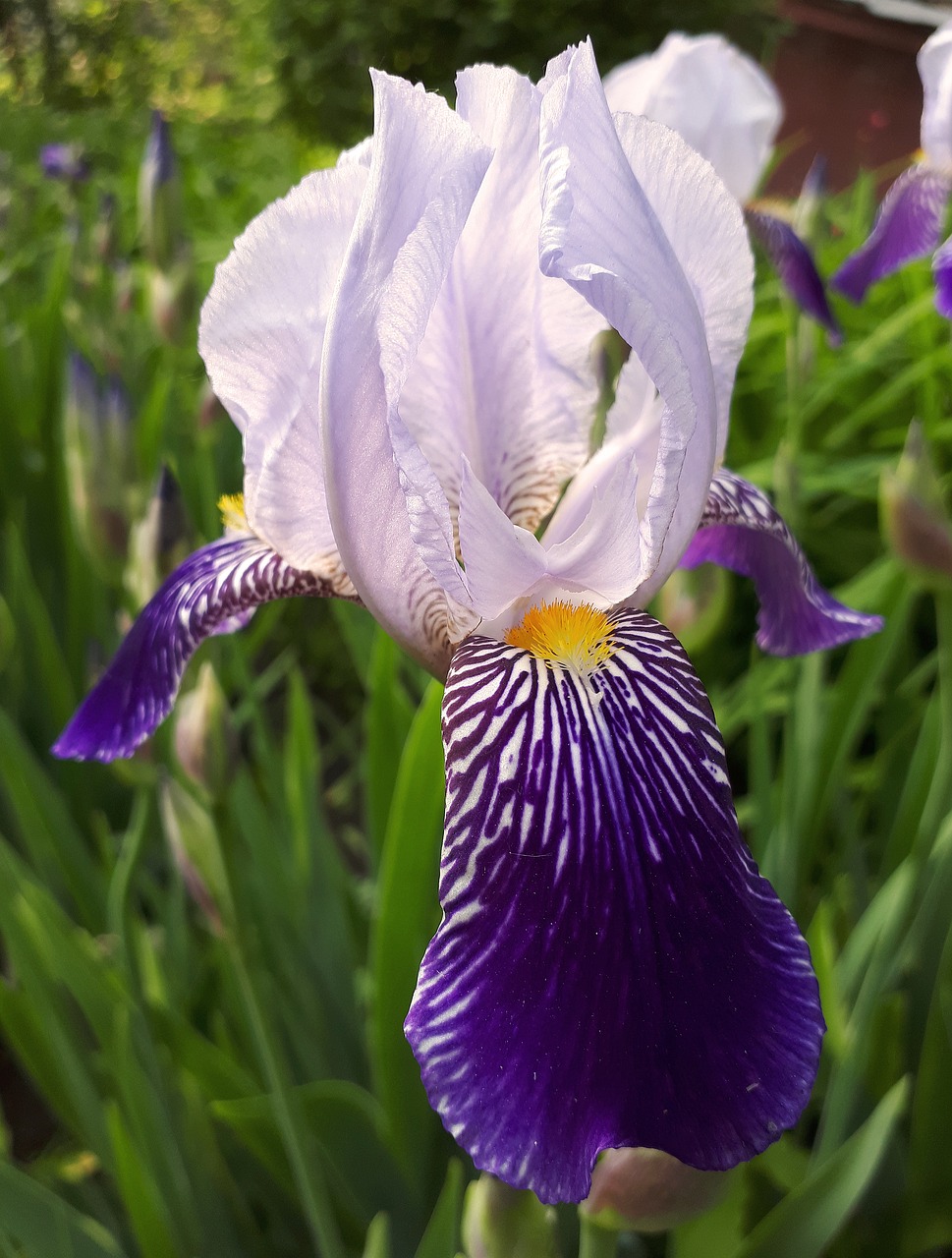 iris free pictures  free photos free photo