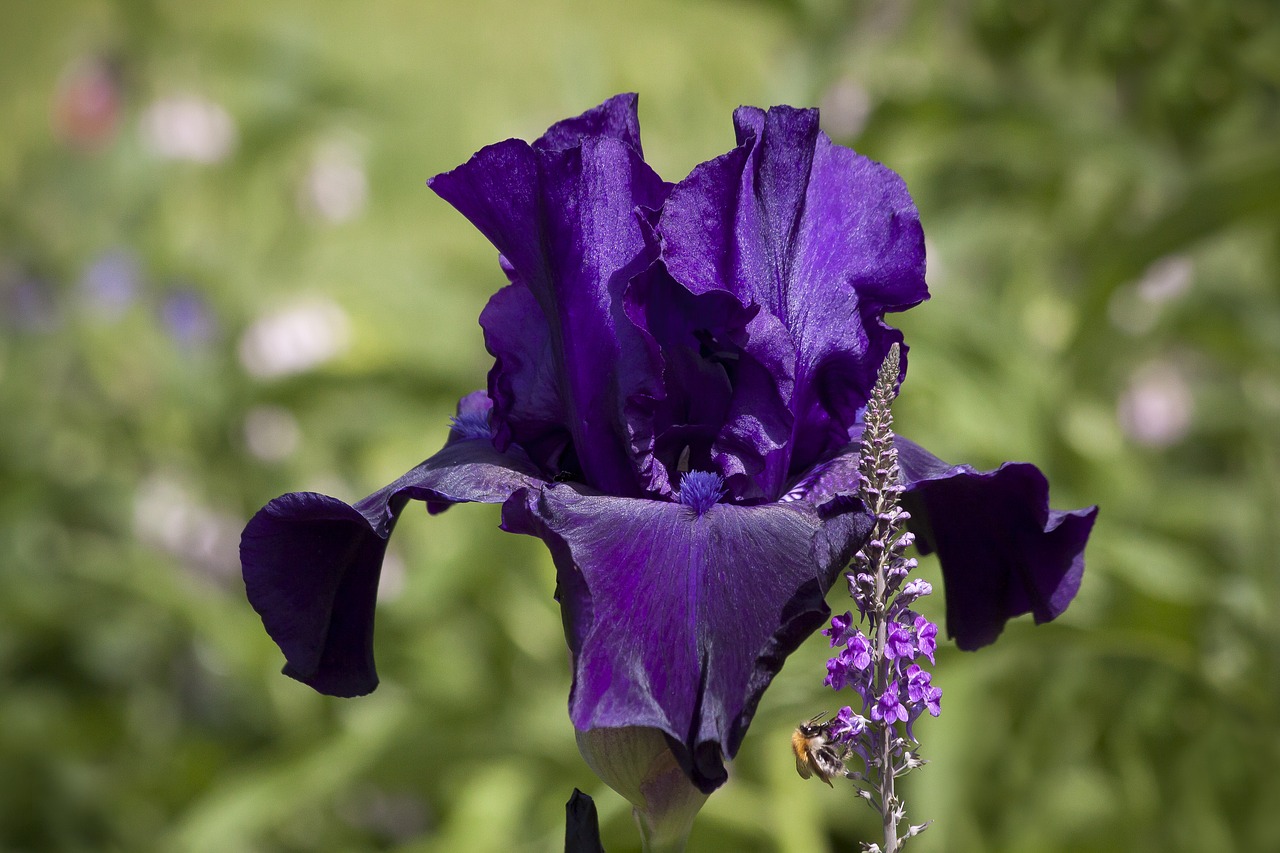 iris  violet  flower free photo