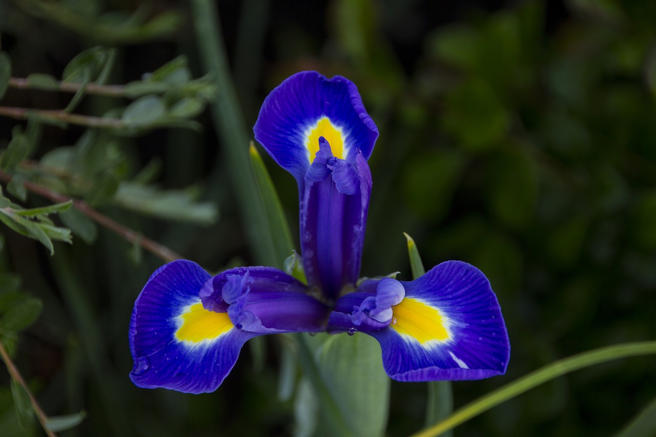 iris  flower  plant free photo