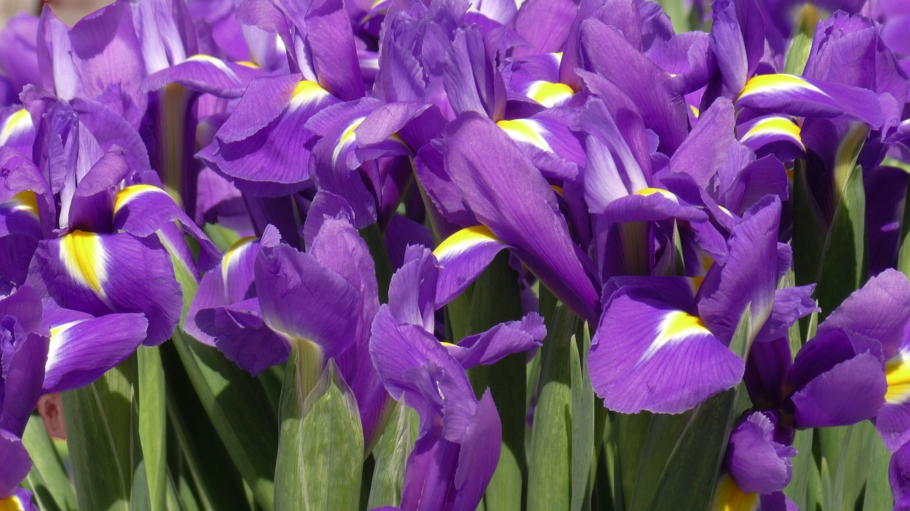 iris  irises  flower free photo