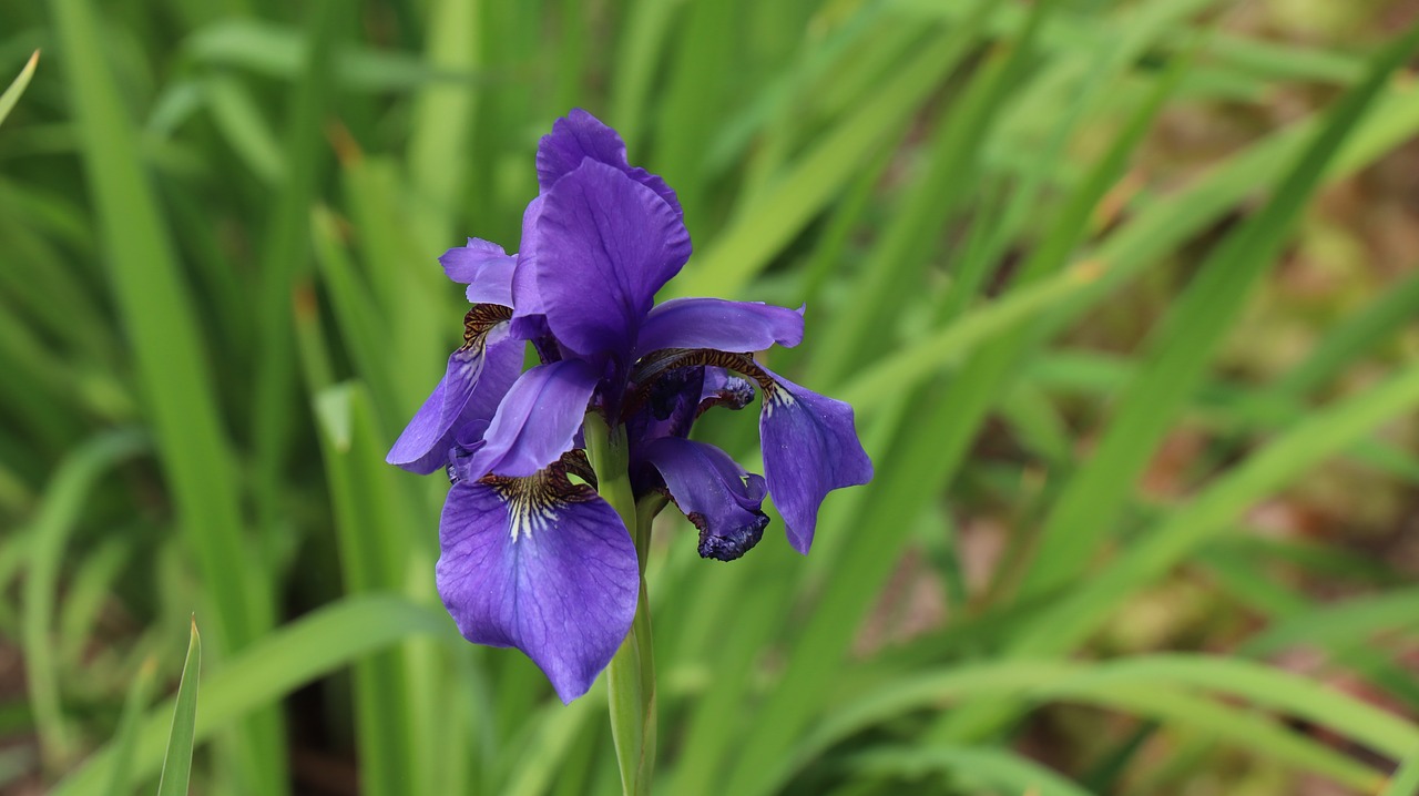 iris  flowers  vivid free photo