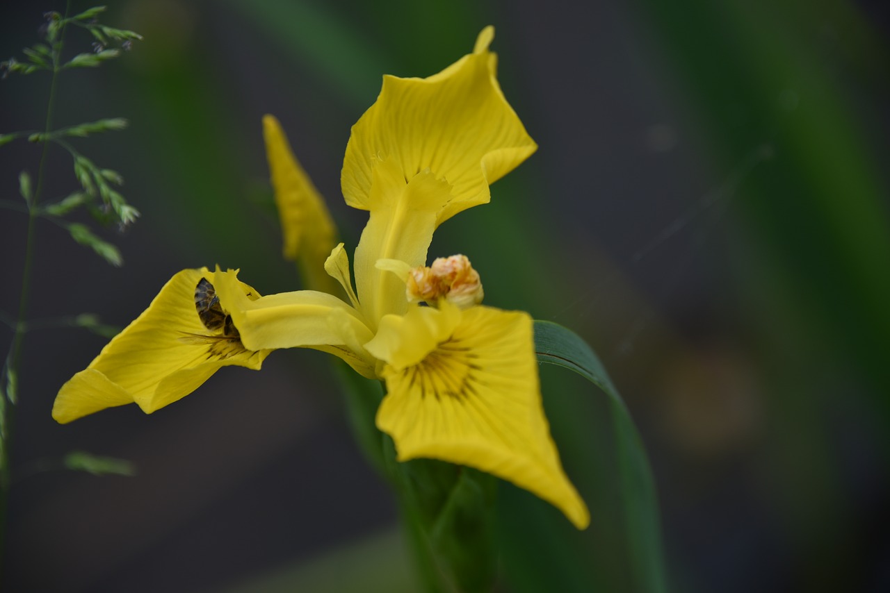 iris  yellow  insect free photo