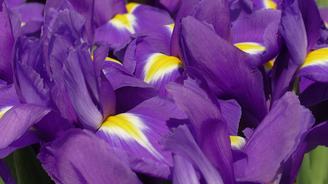 Фиолетовые цветы с желтым центром