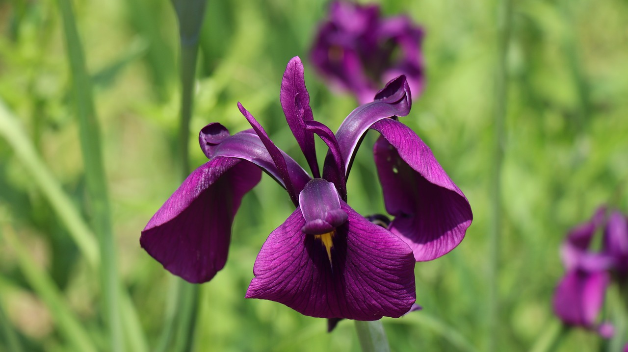 iris  first liverpool  purple free photo