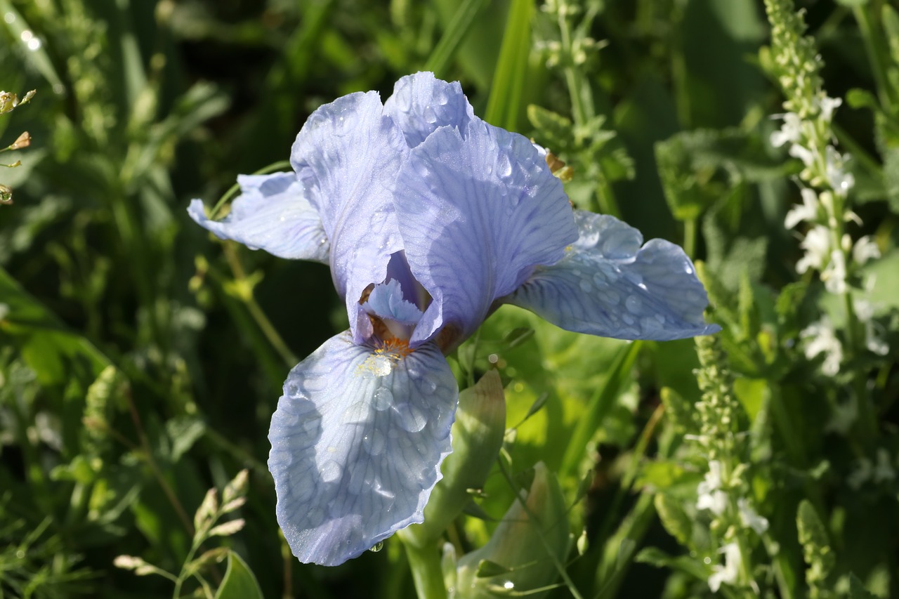 iris  spring  summer free photo