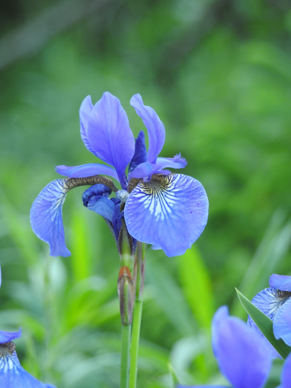 iris  flower  macro free photo